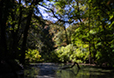 Woodland Wetland